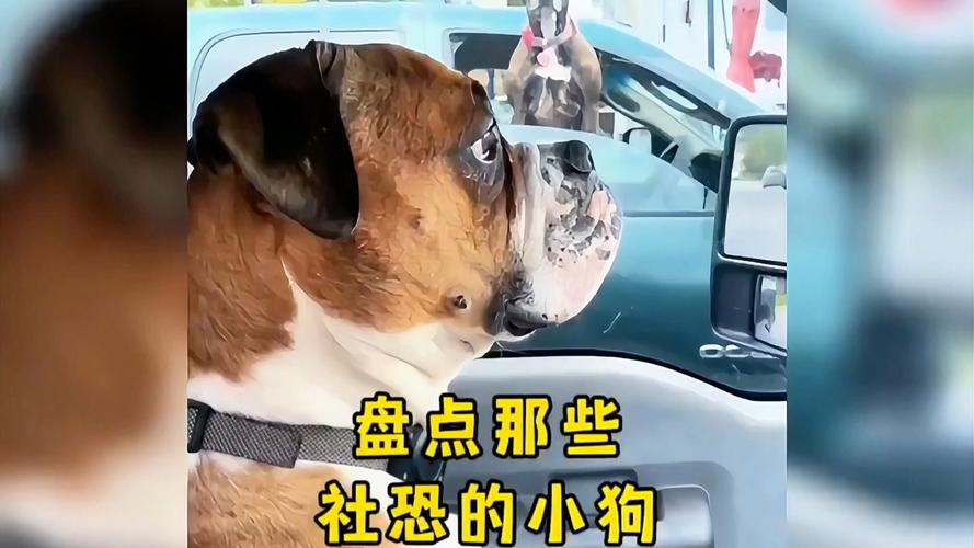 68.社恐小狗他超乖（49集）