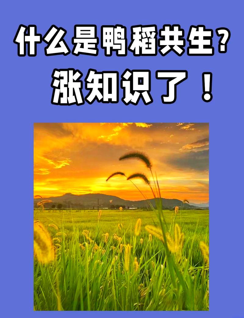 91.稻鸭共养：我把碱地变良田（58集）AI短剧
