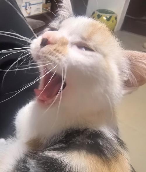 小猫烤烤-舔耳吹气揉搓